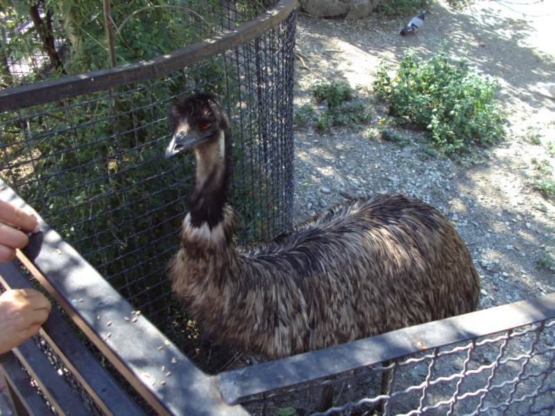 Две недели на ЮБК конец июля - начало августа 2014 или (Ялта - город счастья)