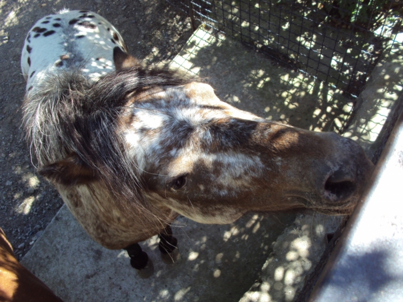 Две недели на ЮБК конец июля - начало августа 2014 или (Ялта - город счастья)