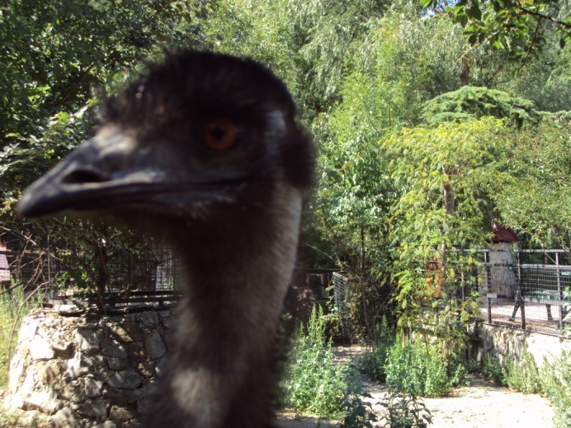 Две недели на ЮБК конец июля - начало августа 2014 или (Ялта - город счастья)