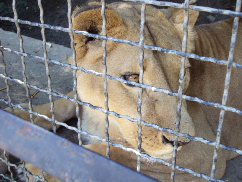 Две недели на ЮБК конец июля - начало августа 2014 или (Ялта - город счастья)