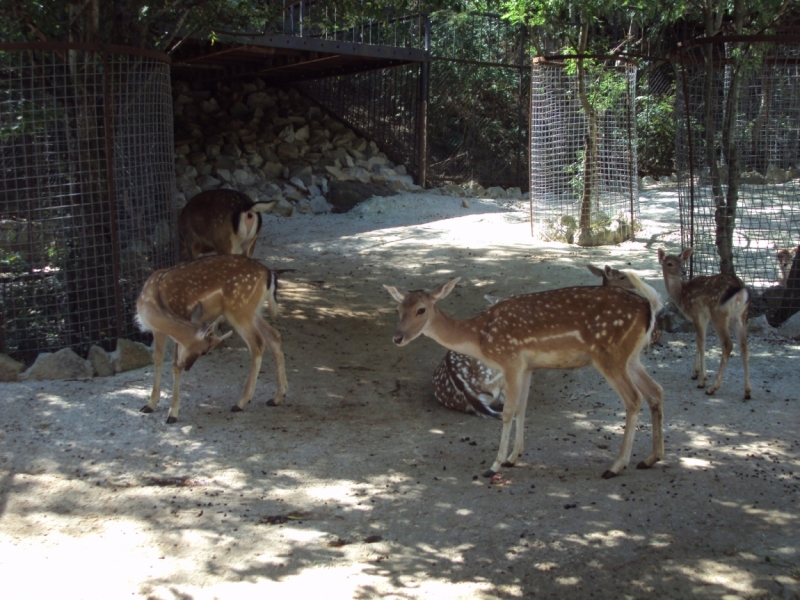 Две недели на ЮБК конец июля - начало августа 2014 или (Ялта - город счастья)
