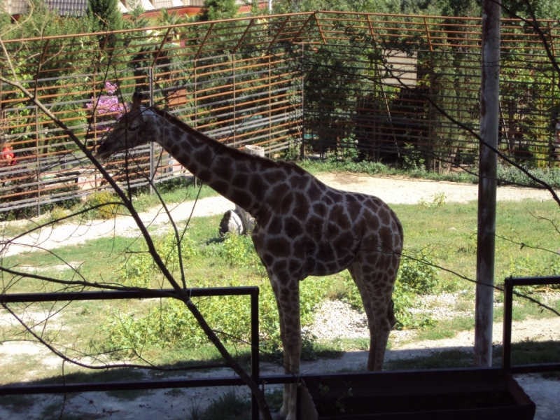 Две недели на ЮБК конец июля - начало августа 2014 или (Ялта - город счастья)