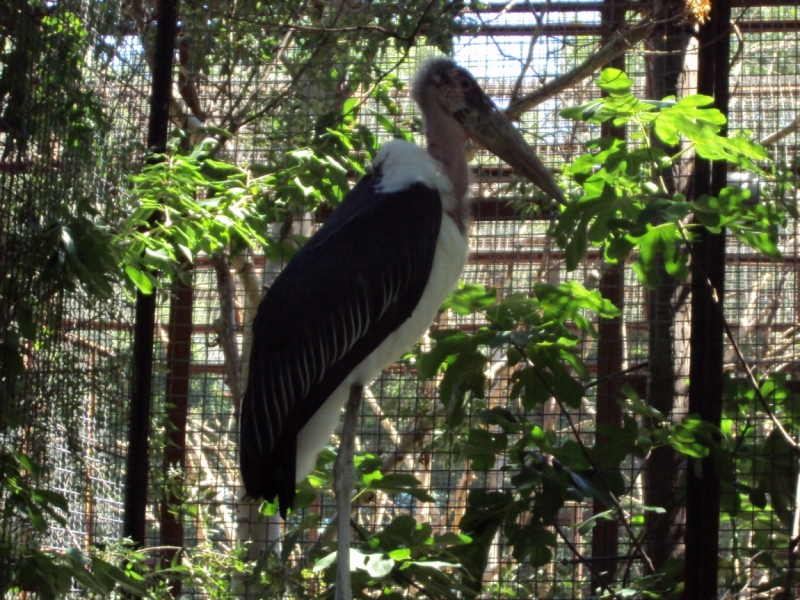 Две недели на ЮБК конец июля - начало августа 2014 или (Ялта - город счастья)