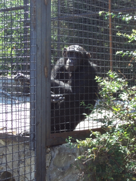 Две недели на ЮБК конец июля - начало августа 2014 или (Ялта - город счастья)