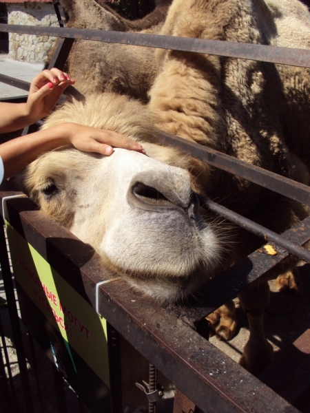 Две недели на ЮБК конец июля - начало августа 2014 или (Ялта - город счастья)