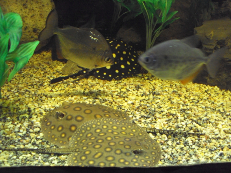 Две недели на ЮБК конец июля - начало августа 2014 или (Ялта - город счастья)