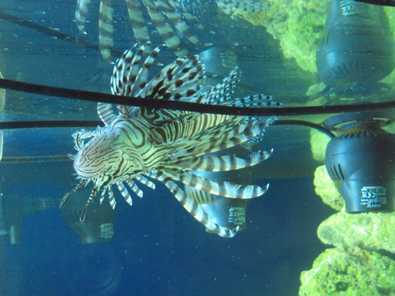 Две недели на ЮБК конец июля - начало августа 2014 или (Ялта - город счастья)