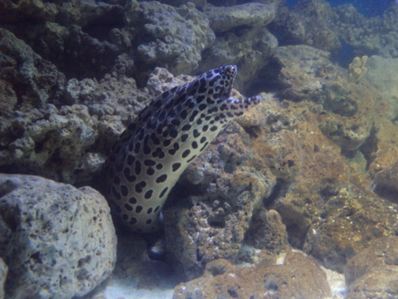 Две недели на ЮБК конец июля - начало августа 2014 или (Ялта - город счастья)