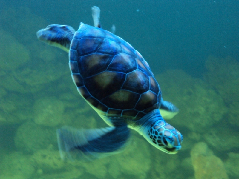 Две недели на ЮБК конец июля - начало августа 2014 или (Ялта - город счастья)