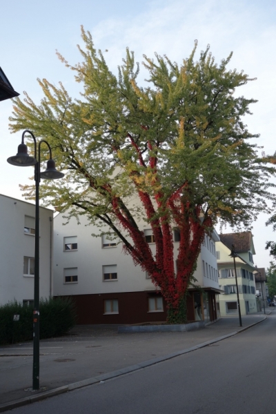 Земля Форарльберг (Bundesland Vorarlberg)