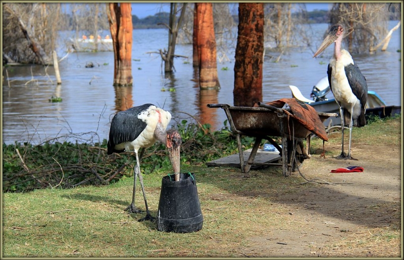 На лодке по озеру Найваша