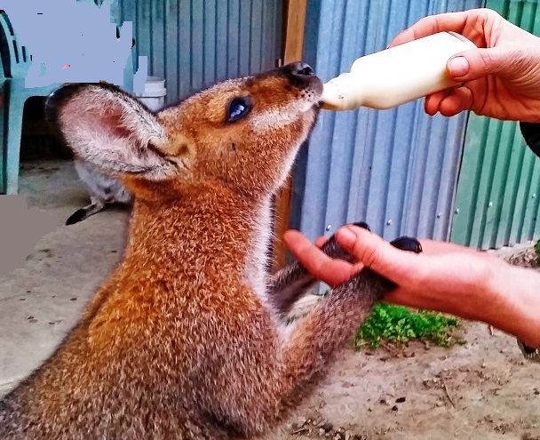 кормление кенгуренка