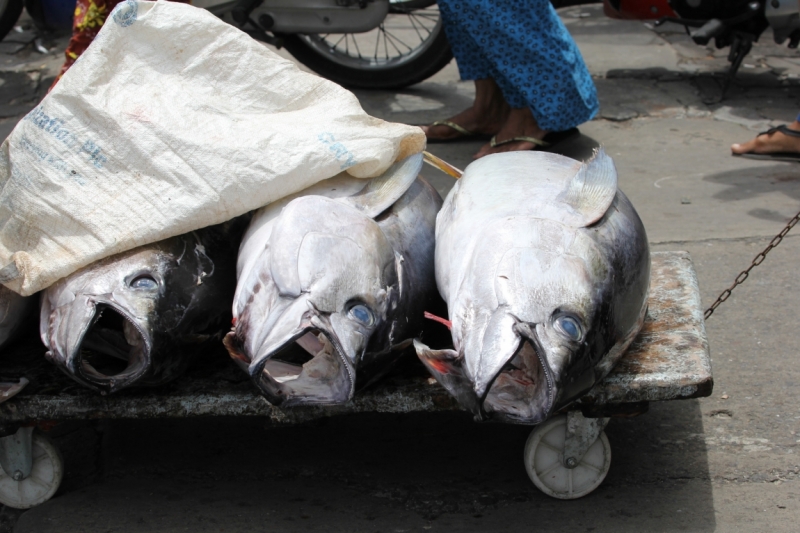 Medhupparu в сентябре 2014