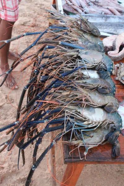 Шри-Ланка (Фев.2014): 2 рюкзака на автобусах