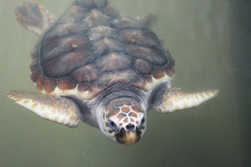 Шри-Ланка (Фев.2014): 2 рюкзака на автобусах