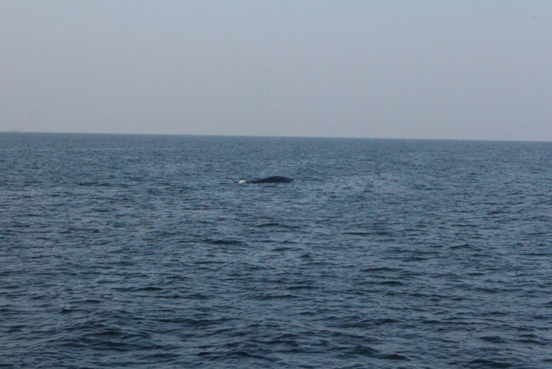 Шри-Ланка (Фев.2014): 2 рюкзака на автобусах