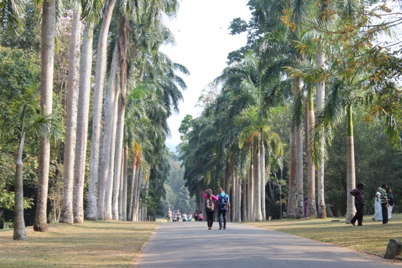 Шри-Ланка (Фев.2014): 2 рюкзака на автобусах