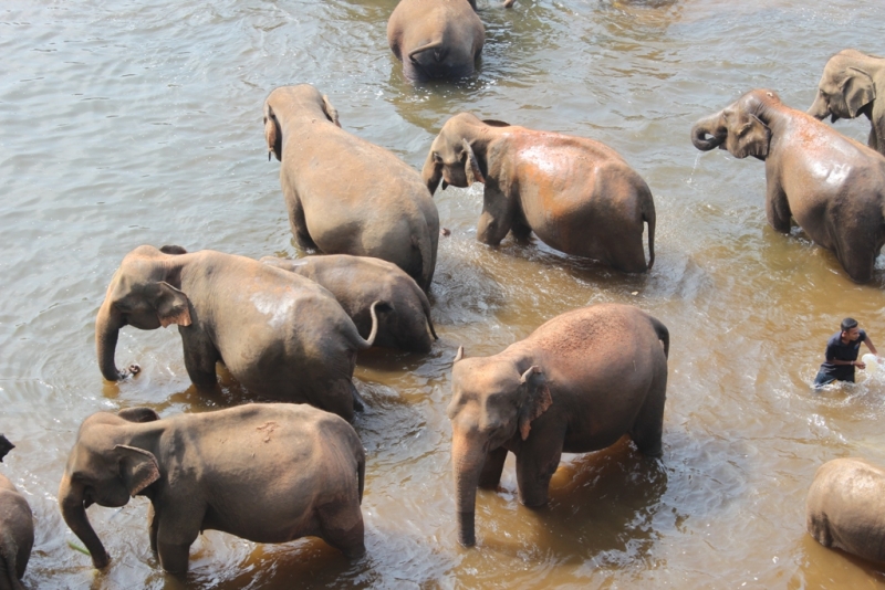 Шри-Ланка (Фев.2014): 2 рюкзака на автобусах