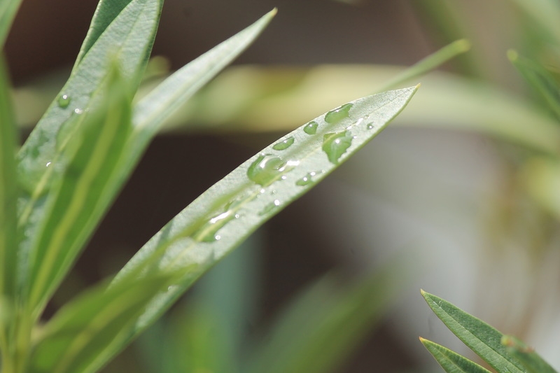 Чудесный круиз на Oasis of the seas c 23.09.14