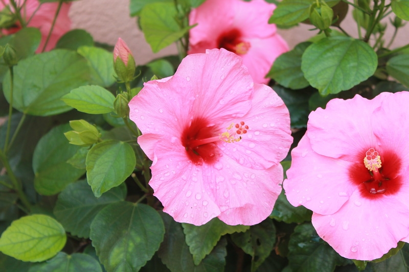 Чудесный круиз на Oasis of the seas c 23.09.14