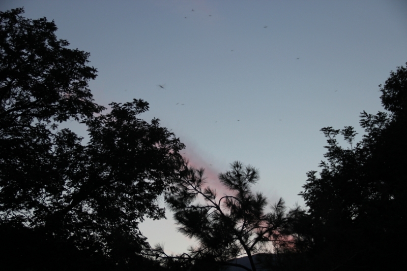 Две недели на ЮБК конец июля - начало августа 2014 или (Ялта - город счастья)