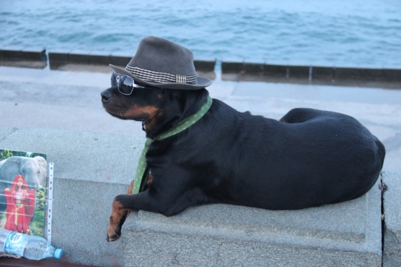 Две недели на ЮБК конец июля - начало августа 2014 или (Ялта - город счастья)