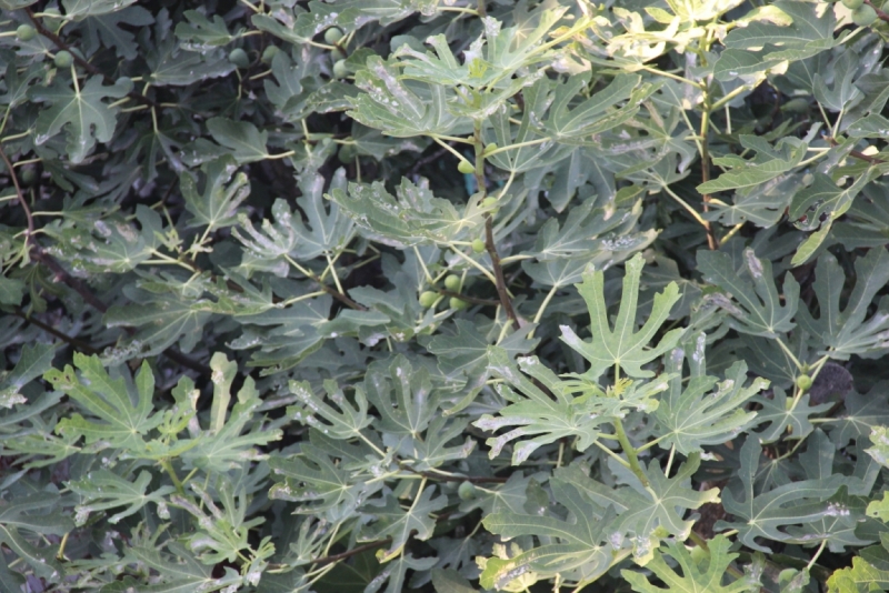 Две недели на ЮБК конец июля - начало августа 2014 или (Ялта - город счастья)