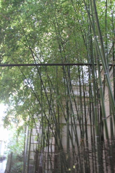 Две недели на ЮБК конец июля - начало августа 2014 или (Ялта - город счастья)