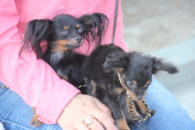 Две недели на ЮБК конец июля - начало августа 2014 или (Ялта - город счастья)