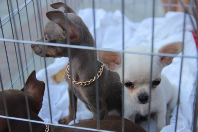 Две недели на ЮБК конец июля - начало августа 2014 или (Ялта - город счастья)