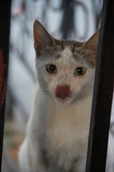 Две недели на ЮБК конец июля - начало августа 2014 или (Ялта - город счастья)