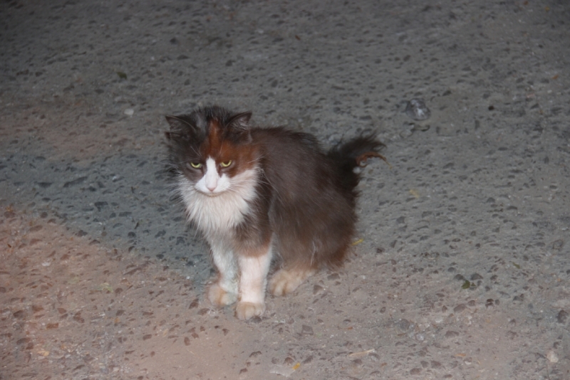 Две недели на ЮБК конец июля - начало августа 2014 или (Ялта - город счастья)