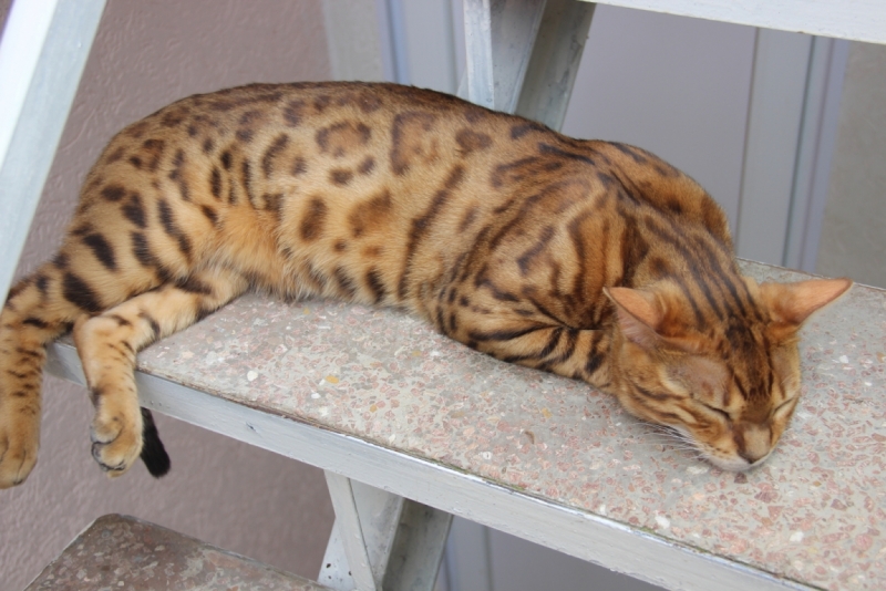 Две недели на ЮБК конец июля - начало августа 2014 или (Ялта - город счастья)