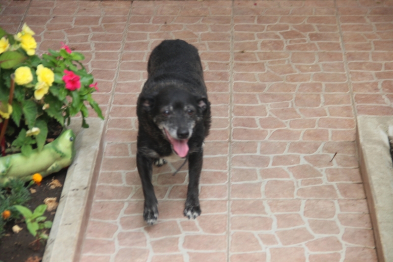 Две недели на ЮБК конец июля - начало августа 2014 или (Ялта - город счастья)