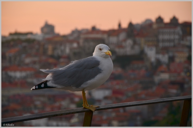 Впечатлениям вдогонку... - Португалия 2014