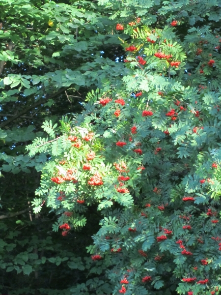 Таллин. Столица, где нет толп и пробок