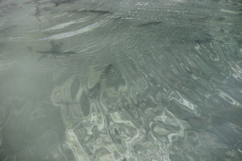 Две недели на ЮБК конец июля - начало августа 2014 или (Ялта - город счастья)