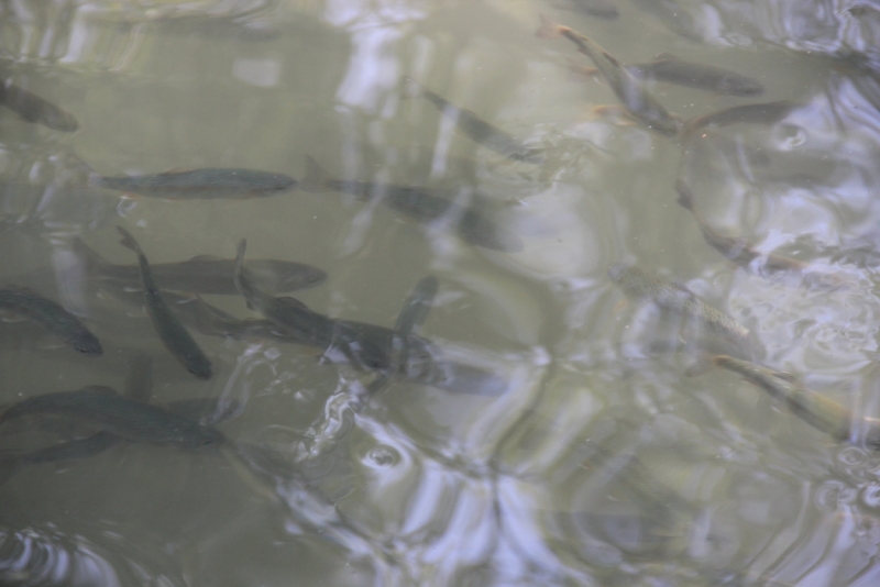 Две недели на ЮБК конец июля - начало августа 2014 или (Ялта - город счастья)