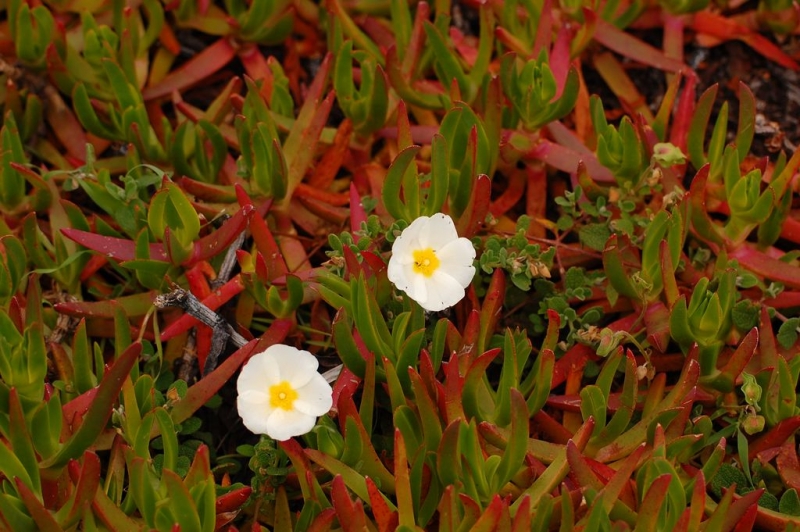 Португальские каникулы: Лиссабон, Синтра, Порту.