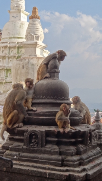 Экспресс-путешествие по северу Индии и Непалу (октябрь 2014)