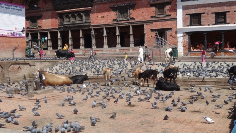 Экспресс-путешествие по северу Индии и Непалу (октябрь 2014)