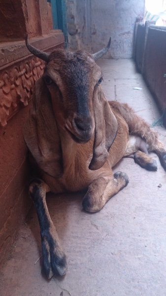 Экспресс-путешествие по северу Индии и Непалу (октябрь 2014)