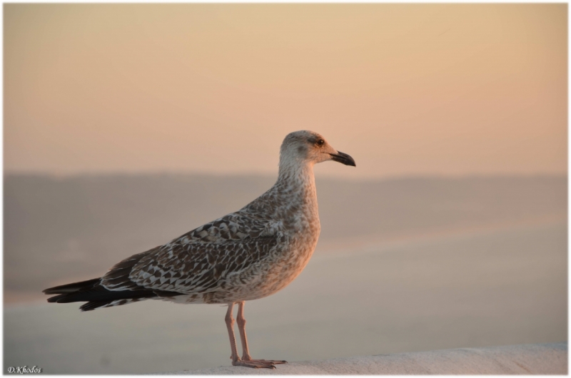Впечатлениям вдогонку... - Португалия 2014
