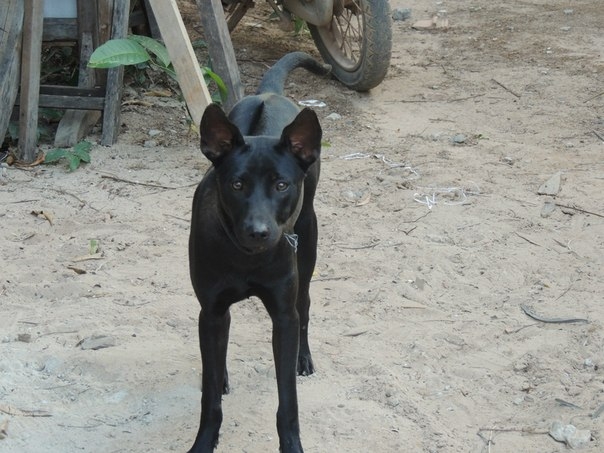 Вьетнам с севера на юг. Ханой – Халонг – Mai Chau – Хойан – Фукуок – Сайгон