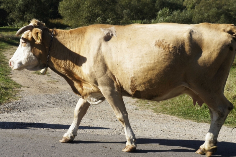 Дальнобойщики. 17 стран. 32 города. 28 дней.