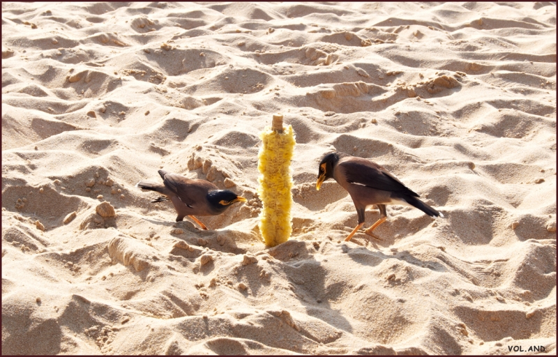 Пхукет моими глазами, фото-отчет (много фото)