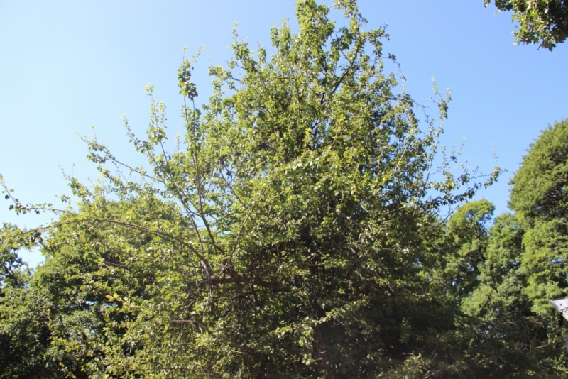 Две недели на ЮБК конец июля - начало августа 2014 или (Ялта - город счастья)