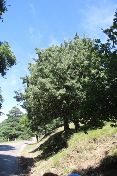 Две недели на ЮБК конец июля - начало августа 2014 или (Ялта - город счастья)