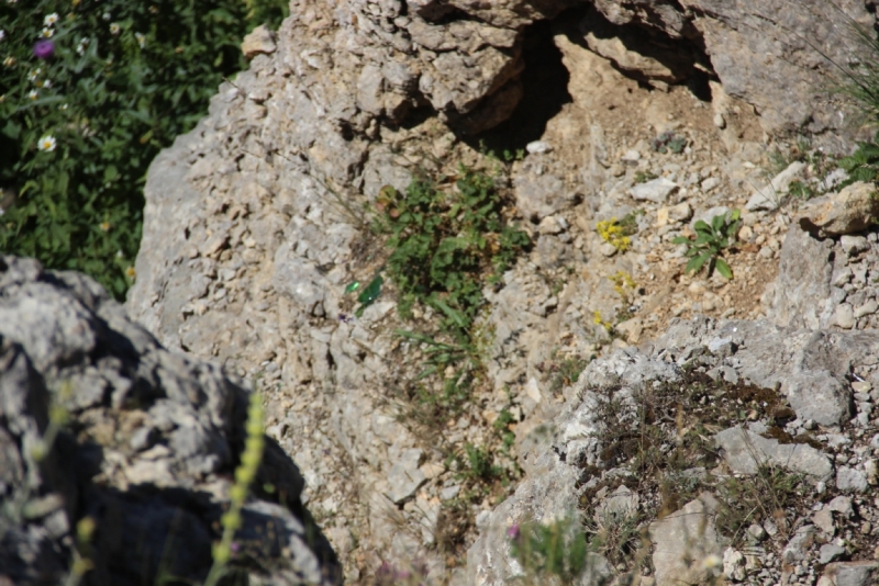 Две недели на ЮБК конец июля - начало августа 2014 или (Ялта - город счастья)