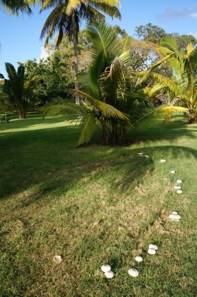 Маврикий. Май 2014.